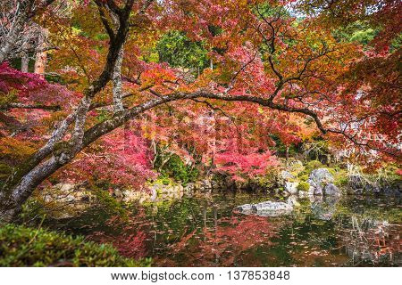 Autunm Trees