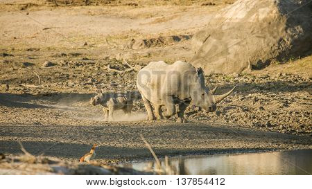 mother and baby white rhinoceros in the riverbank in South Africa