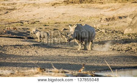 mother and baby white rhinoceros in the riverbank in South Africa