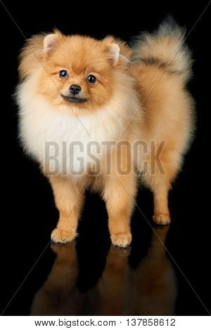 Beautiful Pomeranian dog stands on isolated black background