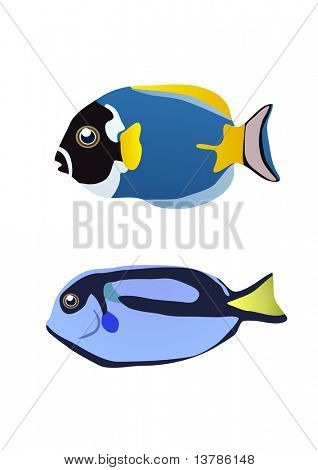 Illustration vectorielle de deux poissons tropicaux sur un fond blanc