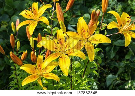 Alstroemeria Sweet Laura, yellow flowers in the garden