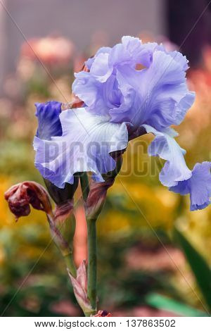 Iris Garden Flower Blooming In The Garden, Soft Focus