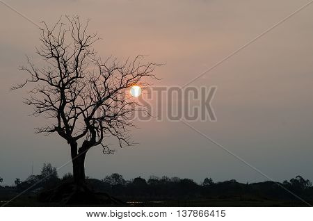 Silhouette pic of a dried tree with orange sun in back.