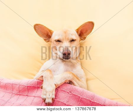 Sleeping Chihuahua Dog