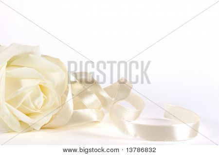 White Rose And Ribbon