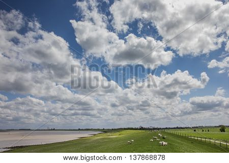 Sheep on a dike along the dollard route Germany