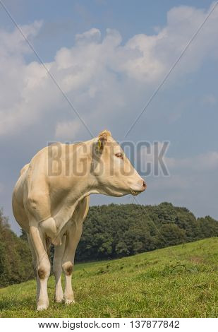 French cow Blonde d Aquitaine in a dutch meadow