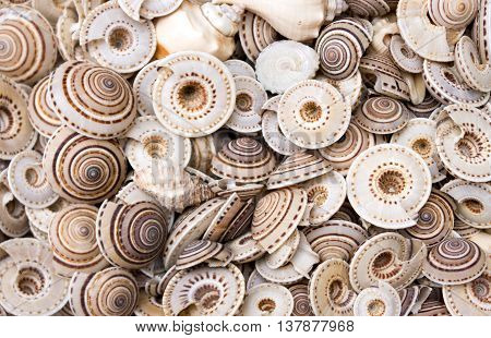 seashells as a background on the counter market.