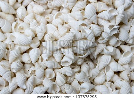 seashells as a background on the counter market.