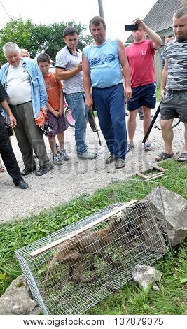 Shmankivchyky - Ukraine - 29 June 2016. The villagers caught an unknown animal which is popularly called Chupacabra. This beast killed many  rabbits and poultry.