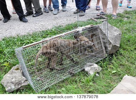 Shmankivchyky - Ukraine - 29 June 2016. The villagers caught an unknown animal which is popularly called Chupacabra. This beast killed many rabbits and poultry