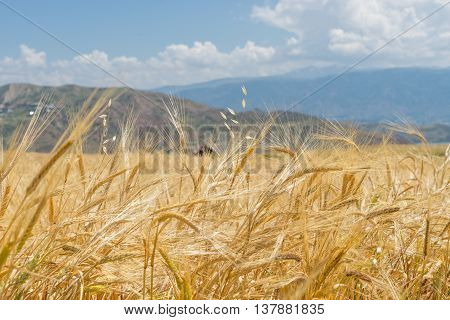 A Wheat Field In Giresun, Turkey - Black Sea