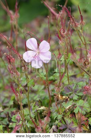 Dalmatian Cranesbill - Geranium dalmaticum Endemic to Croatia