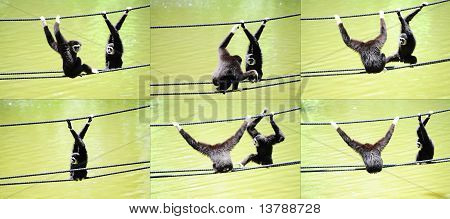 Gibbons