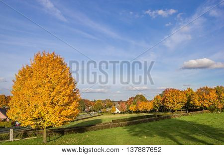 Vibrant yellow colored tree in Groesbeek Holland