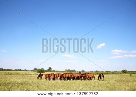 Young chestnut foals and mares grazing peaceful at typical hungarian countryside puszta summertime. Thoroughbred gidran foals and mares grazing peaceful together on summer meadow