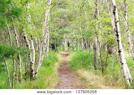 Jesup Path in Acadia National Park, Mt. Desert Island Maine.