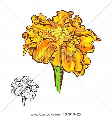 Hand drawn vector illustration of flowers marigold. Vector eps 8