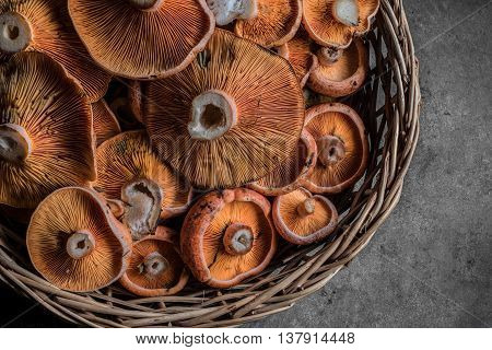 Saffron milk cap or red pine mushrooms - Lactarius deliciosus