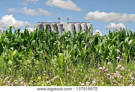 Cornfield and silos, farming in eastern Europe