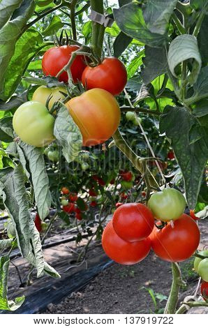 Growing tomatoes in greenhouse. Small - family business in eastern Europe