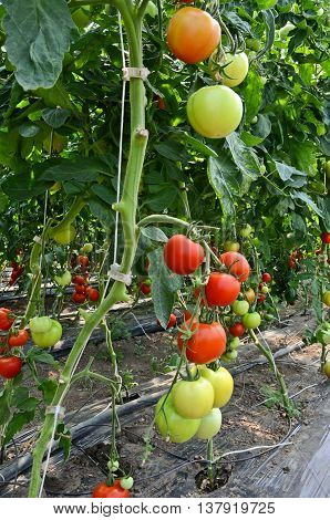 Growing tomatoes in greenhouse. Small - family business in eastern Europe