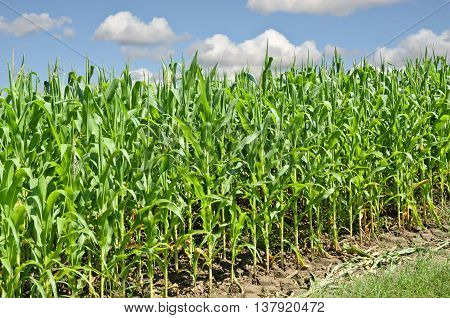 Young cornfield. Agriculture and farming in eastern Europe