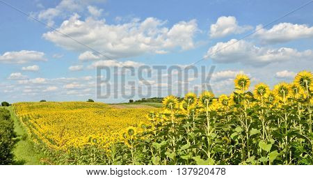Huge sunflower Field, farming in eastern Europe