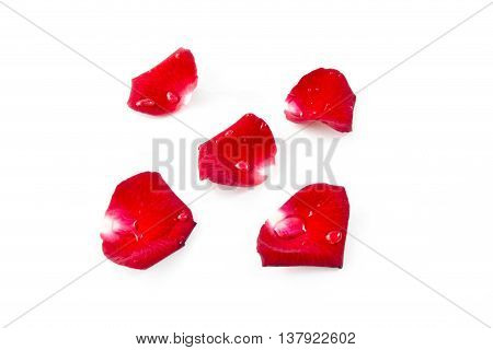 Red Rose Petels isolated on White  background
