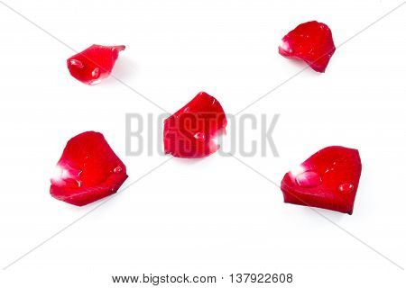 Red Rose Petels isolated on White  background