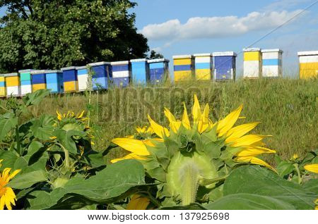 Beekeeping and honey production. Small - family business in east Europe
