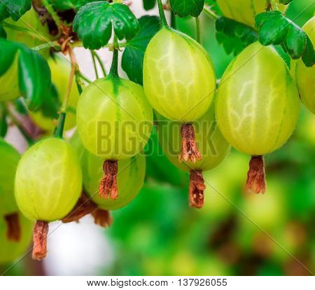 Fresh green gooseberry on a bush branch berries macro gardening the Selective focus.
