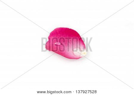 Pink Rose Petels isolated on White background
