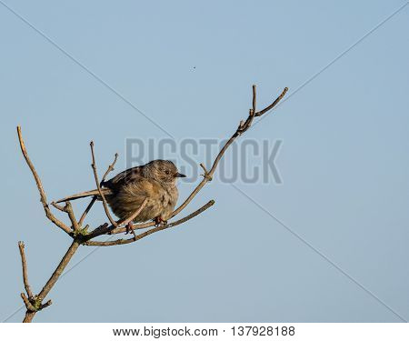 Dunnock perched in isolation on a windy day (Prunella modularis)