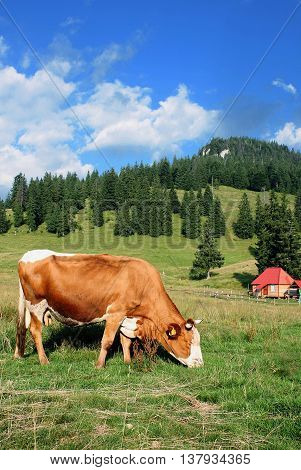 Cow grazing before an alpen landscape and a little hut