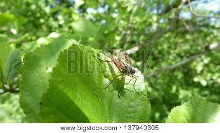 Yellowish brown fly on green leaf plants