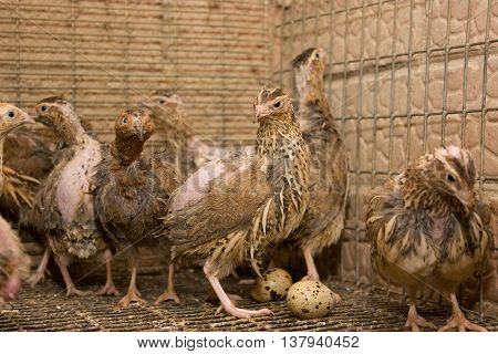 A few quails in a cage on a chicken farm