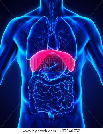 Human Diaphragm Anatomy Illustration . 3D rendering