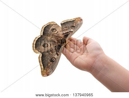 Saturnia pyri, the Giant Peacock Moth, is a Saturniid moth which is native to Europe on hand