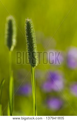 Field Timothy Grass (phleum Phleoides)