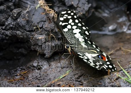  citrus swallowtail or Christmas butterfly (papilio demodocus)