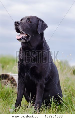 Black Labrador sitting in a summer field near the stump.
