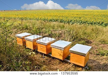 Beekeeping and honey production. Small - family business in east Europe
