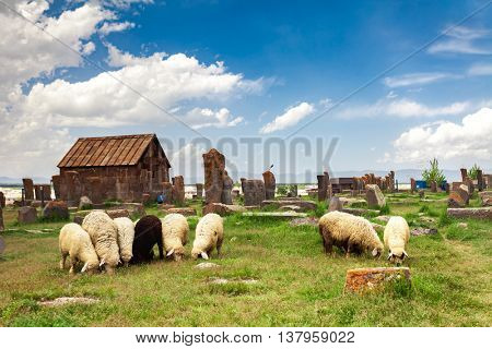 Sheep graze in Noratus Cemetery with Khachkars, Armenia