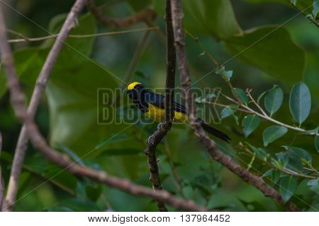 Sultan Tit Male In The Nature