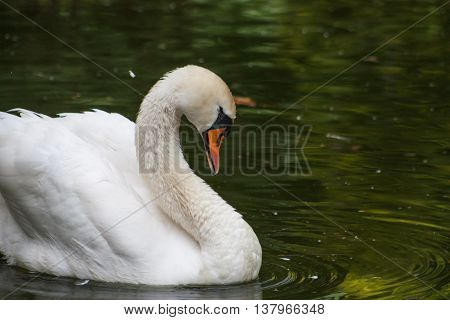 Swan makes bathing ritual at lunchtime a hot summer day.