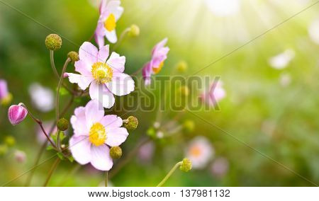 Wild anemone hupehensis or thimble weed with copy space