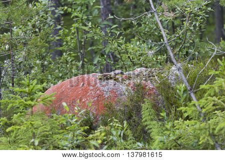 Rock in northern Sweden with red color because of the algae Trentepohlia iolitus