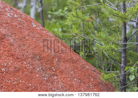 Rock in northern Sweden with red color because of the algae Trentepohlia iolitus